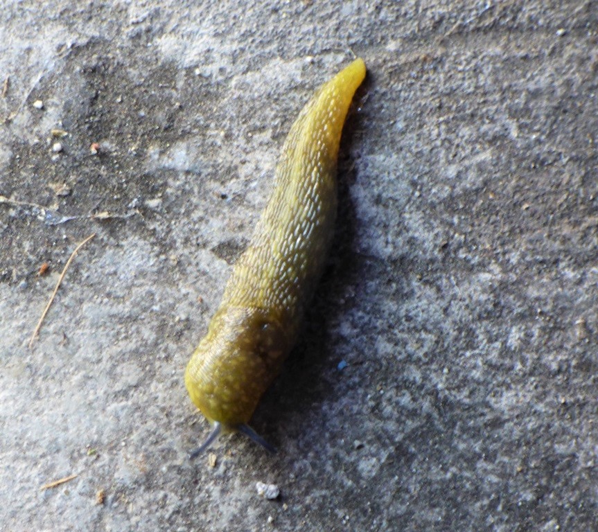 Limax da identificare